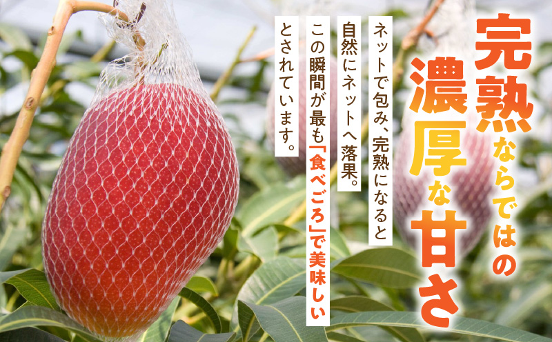 JAみやざき宮崎中央地区本部管内産 宮崎県産 冷凍マンゴー 約270g